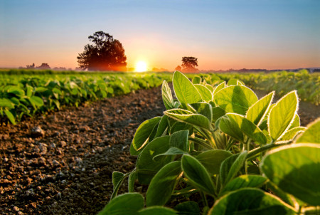 Soybean